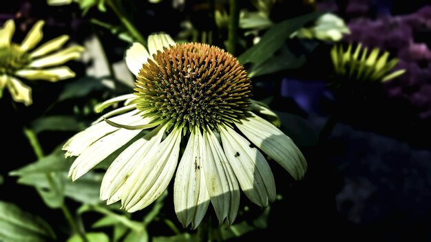 Foto nahaufnahme von blumen