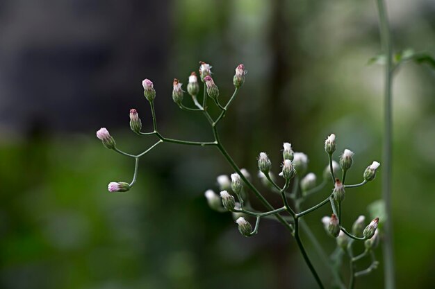 Foto nahaufnahme von blumen