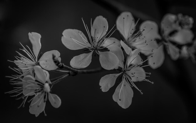 Foto nahaufnahme von blumen