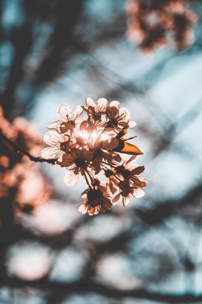 Foto nahaufnahme von blumen