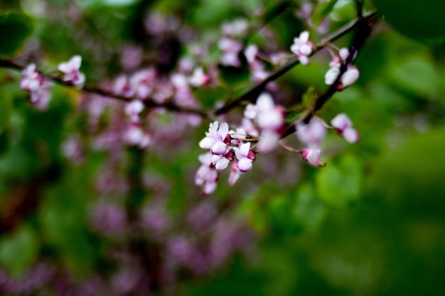 Foto nahaufnahme von blumen