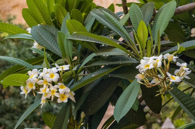 Foto nahaufnahme von blumen