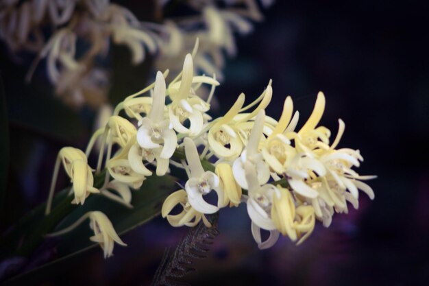 Foto nahaufnahme von blumen