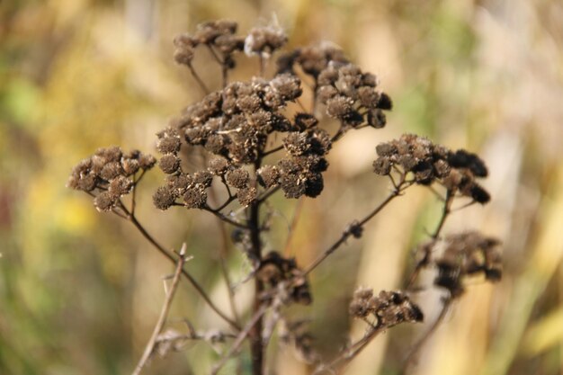 Nahaufnahme von Blumen