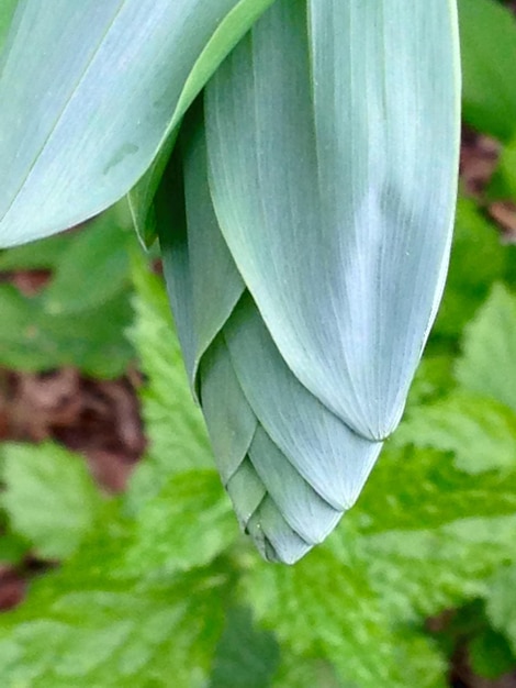 Foto nahaufnahme von blumen