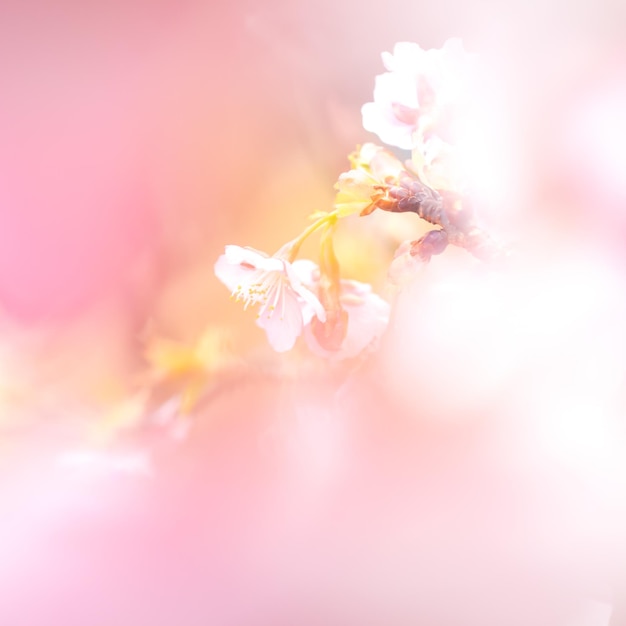 Nahaufnahme von Blumen