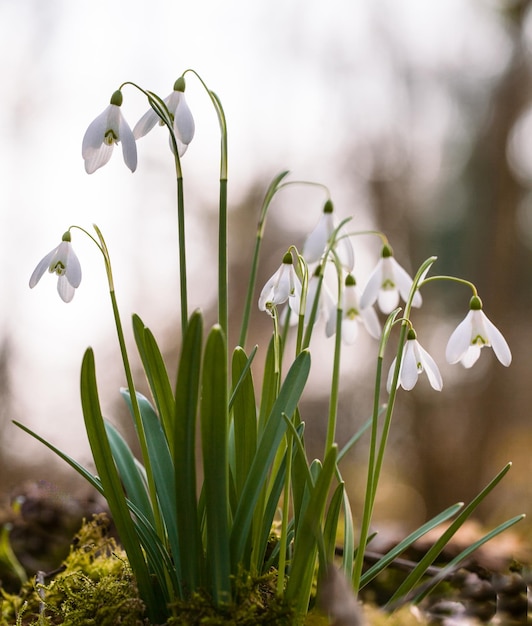 Foto nahaufnahme von blumen