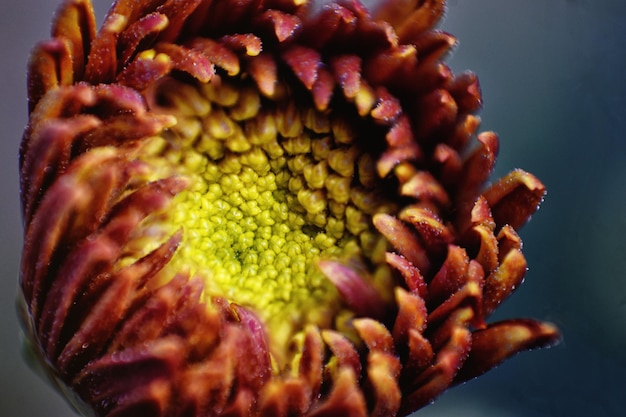 Foto nahaufnahme von blumen