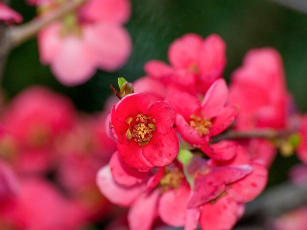 Foto nahaufnahme von blumen