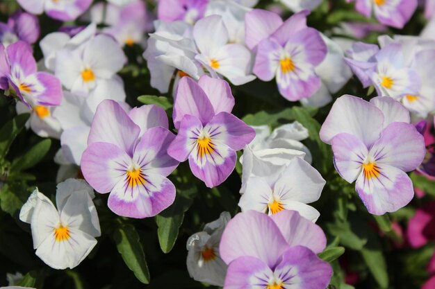 Foto nahaufnahme von blumen