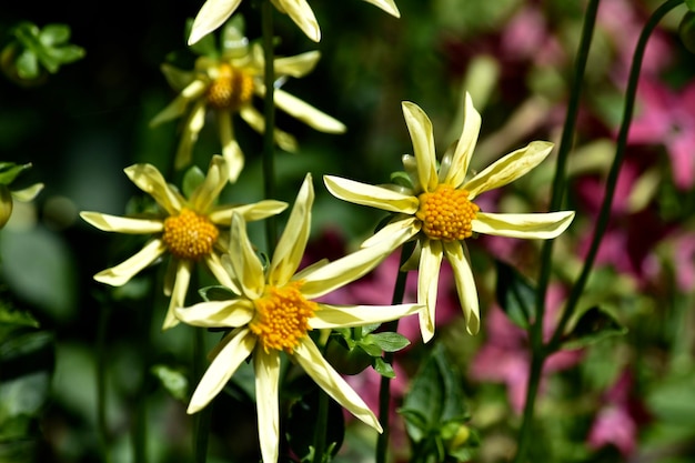 Foto nahaufnahme von blumen