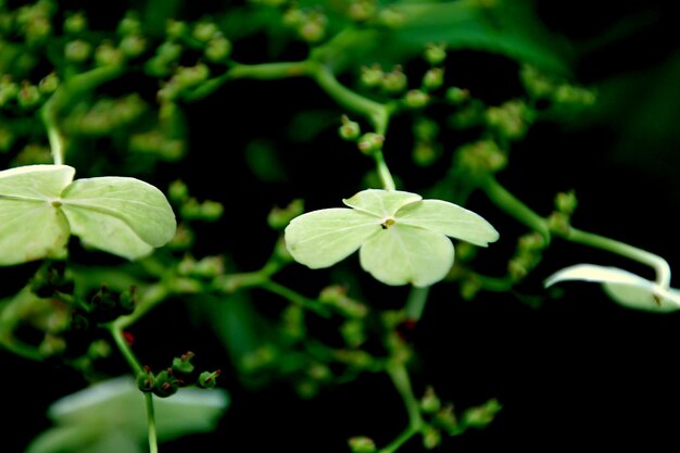 Foto nahaufnahme von blumen