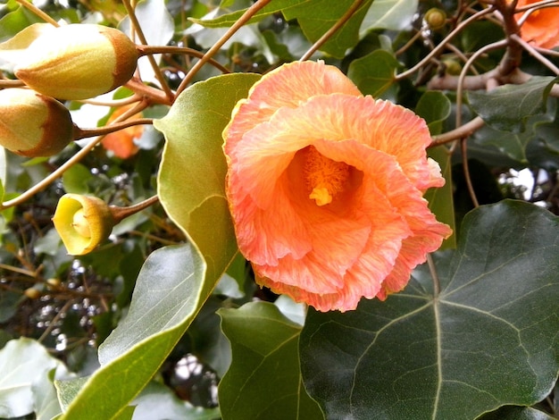 Foto nahaufnahme von blumen