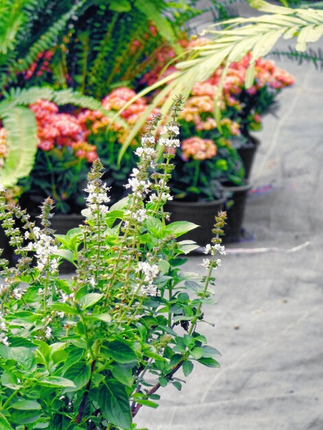 Foto nahaufnahme von blumen