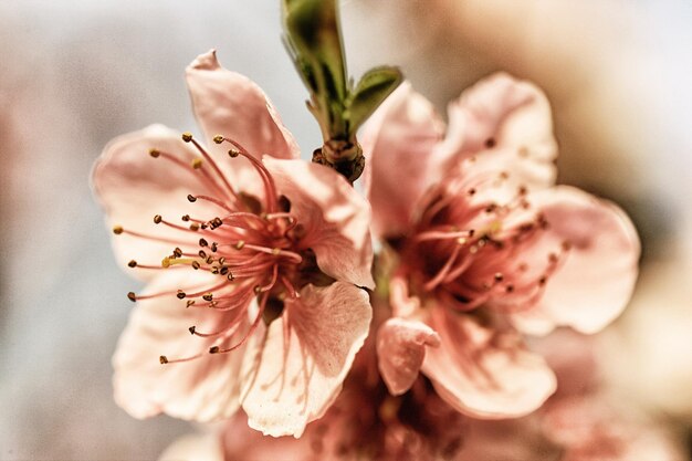 Foto nahaufnahme von blumen