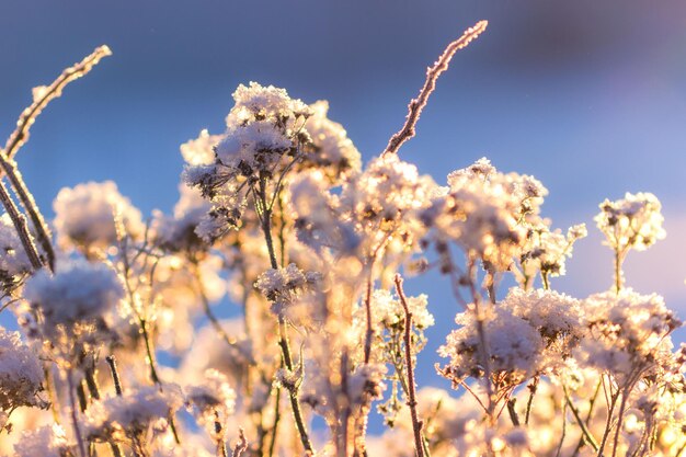 Foto nahaufnahme von blumen