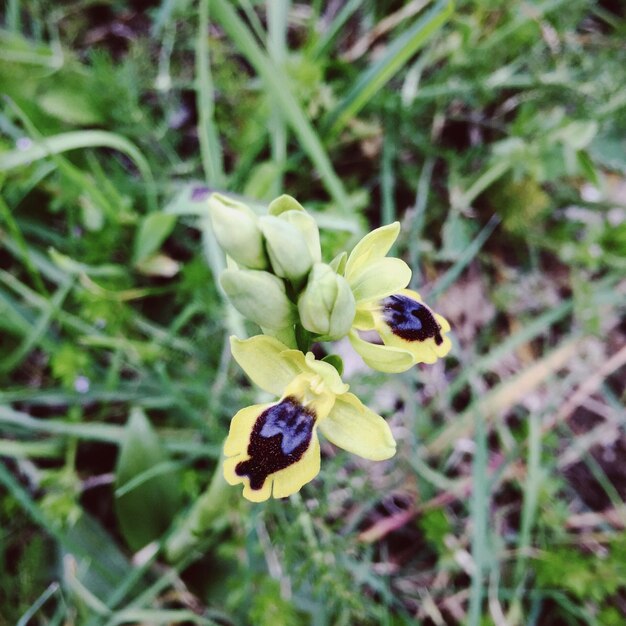 Foto nahaufnahme von blumen