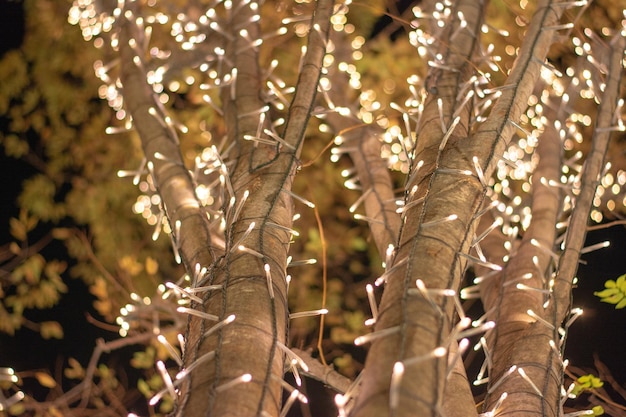 Foto nahaufnahme von blumenbäumen im wald