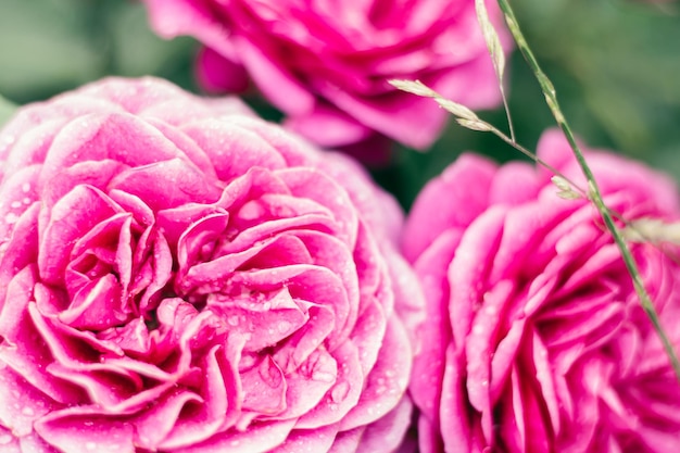 Nahaufnahme von Blumenrosa Rosa Heidi Klum Rose mit kräftigem Duft auf grünem Pflanzenhintergrund
