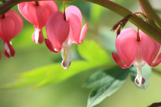 Nahaufnahme von blutenden Herzblumen, die im Park blühen