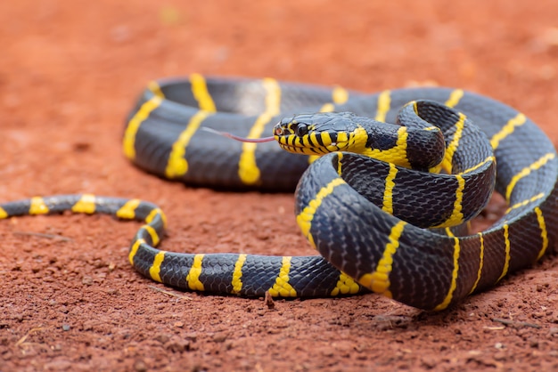 Nahaufnahme von Boiga dendrophila