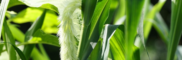 Nahaufnahme von Borstengras mit grünen Blättern im Garten, das Zierpflanzenkonzept natürlich anbaut