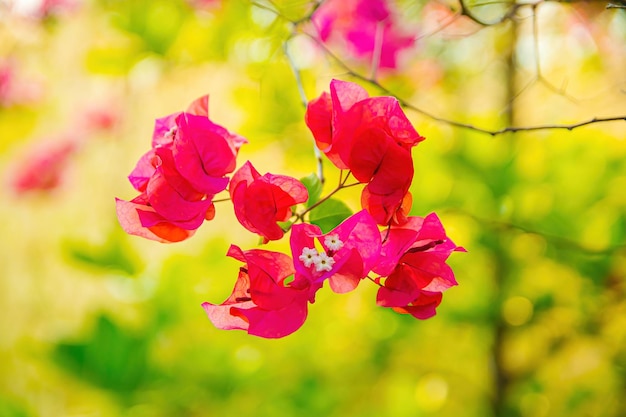 Nahaufnahme von Bougainvillea glabra die kleinere Bougainvillea oder Papierblume ist die häufigste