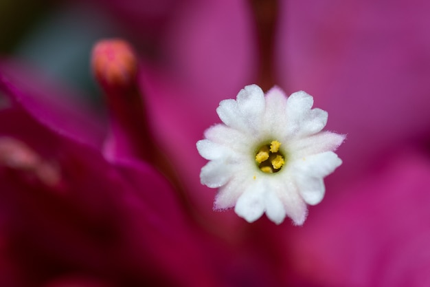 Nahaufnahme von Bougainvillea in der Natur von Thailand