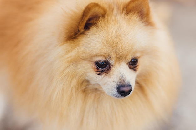Nahaufnahme von braunem Pomeranian