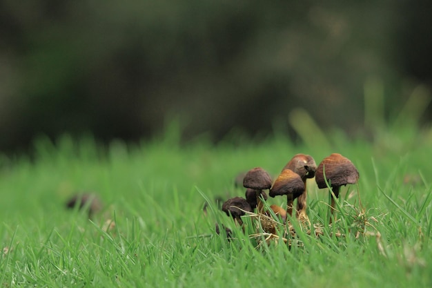 Foto nahaufnahme von braunen pilzen auf gras