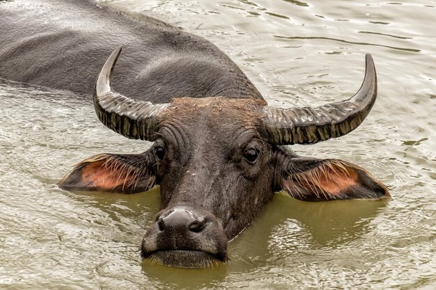 Foto nahaufnahme von büffeln im see