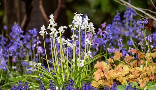 Nahaufnahme von bunten Blumen in einem grünen Garten Deer Lake Park