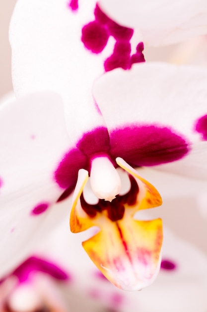 Nahaufnahme von bunten Orchideenpflanzen in voller Blüte.