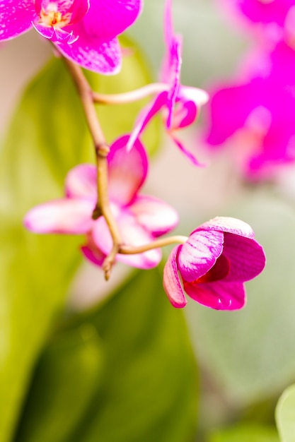 Nahaufnahme von bunten Orchideenpflanzen in voller Blüte.