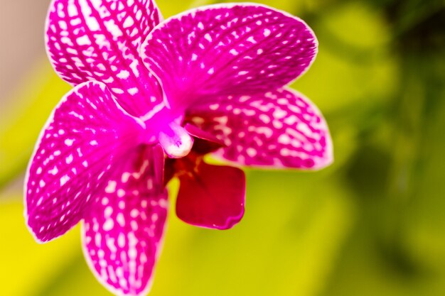 Nahaufnahme von bunten Orchideenpflanzen in voller Blüte.