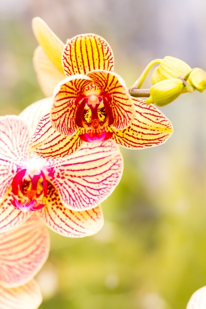 Nahaufnahme von bunten Orchideenpflanzen in voller Blüte.