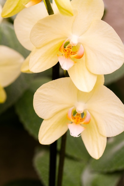 Nahaufnahme von bunten Orchideenpflanzen in voller Blüte.