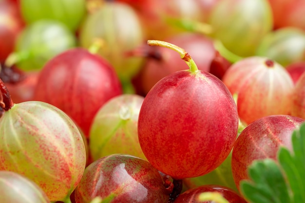 Nahaufnahme von bunten Stachelbeeren backround Selektiver Fokus