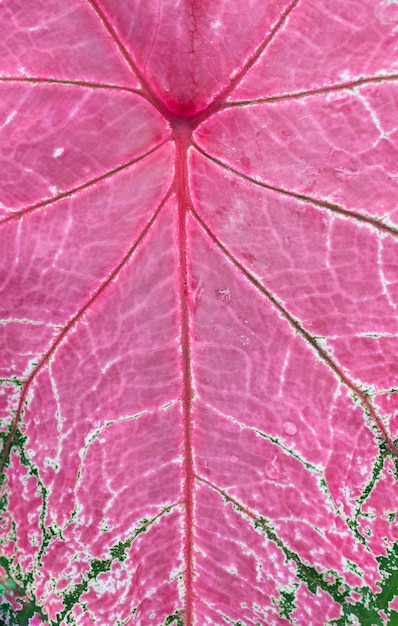 Nahaufnahme von Caladium Bicolor schönen Blättern