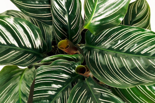 Nahaufnahme von Calathea Ornata Blätter