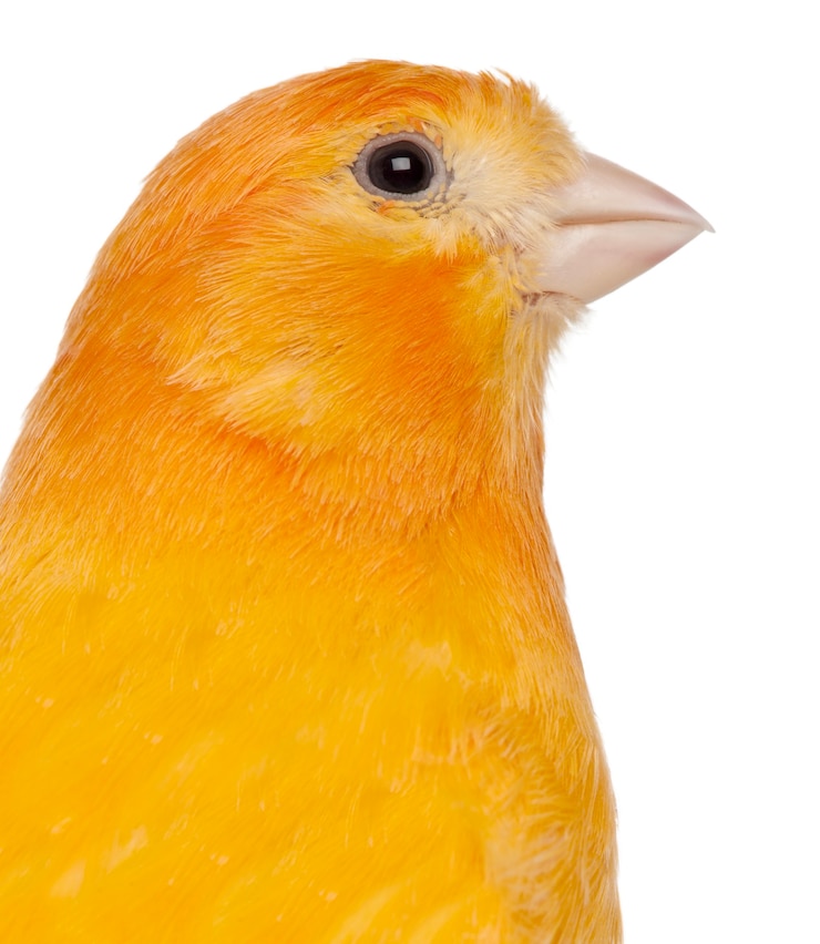 Foto nahaufnahme von canary serinus canaria domestica isoliert