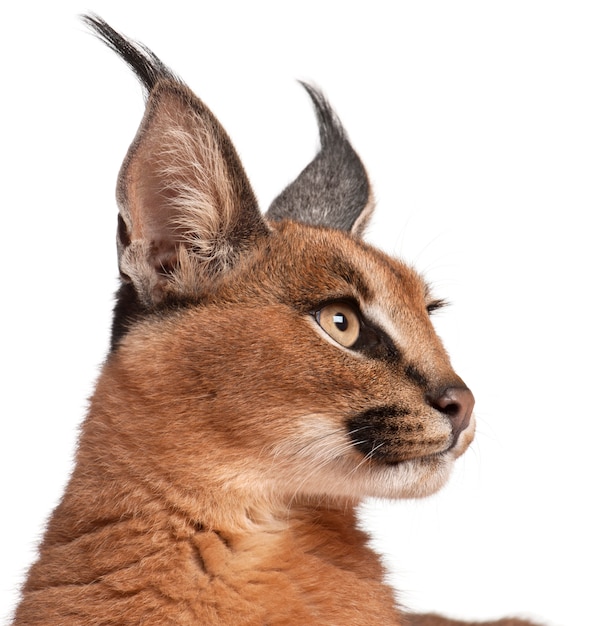 Nahaufnahme von Caracal, Caracal Caracal, 6 Monate alt,