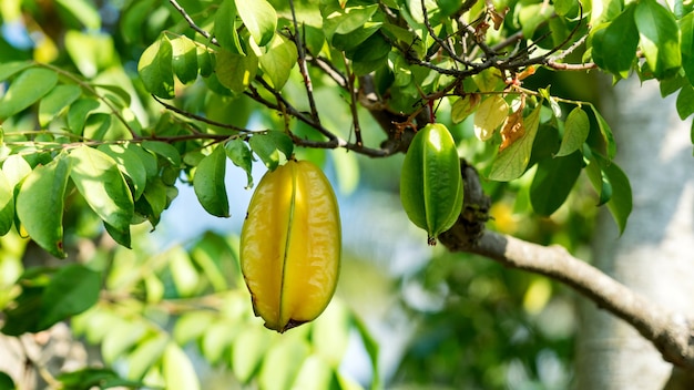 Nahaufnahme von Carambola Starfruit wächst auf Zweig mit grünen Blättern Israel