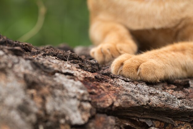 Foto nahaufnahme von cat pfote