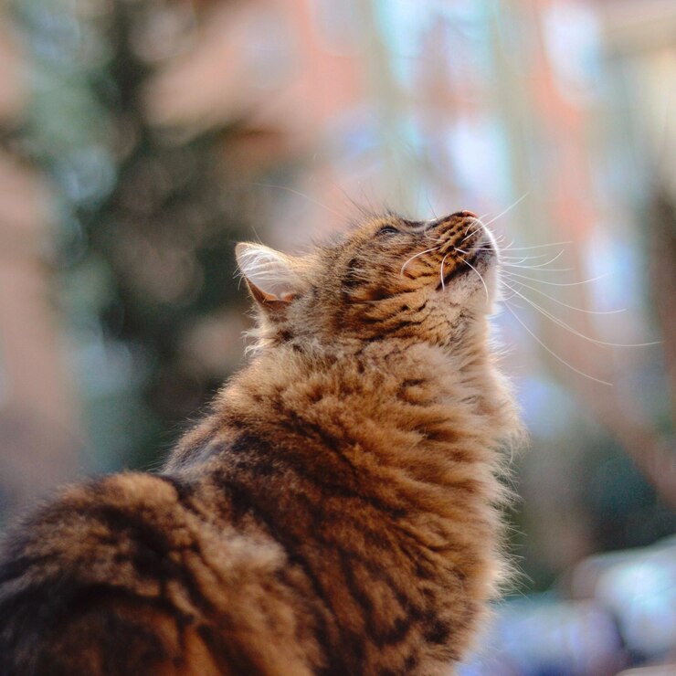 Foto nahaufnahme von catrip asuman