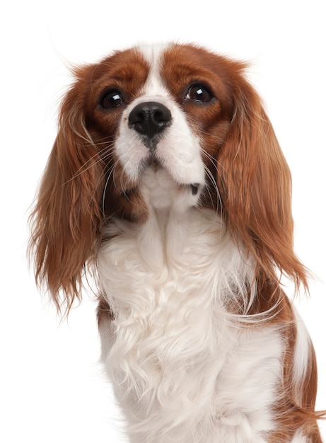 Nahaufnahme von Cavalier King Charles Spaniel, 1 Jahr alt,