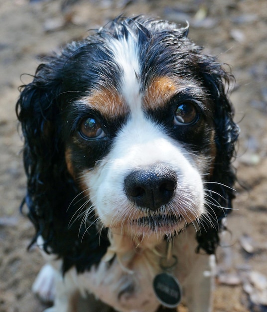 Nahaufnahme von Cavalier King Charles Spaniel auf dem Feld