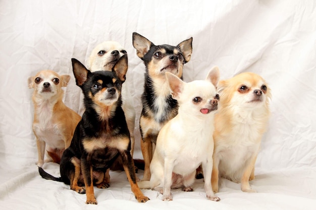 Nahaufnahme von Chihuahuas, die auf Stoff sitzen und wegschauen