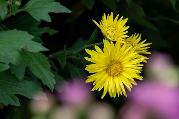 Nahaufnahme von Chrysanthemen verschiedener Sorten und Farben