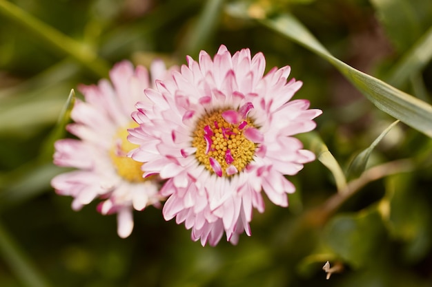 Nahaufnahme von Chrysanthemenblütenblättern im Sommer im Garten